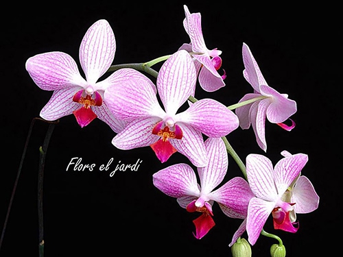 flors-el-jardi-1-500
